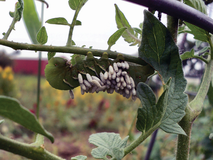 wasp-parasitized-tomato-horn-worm